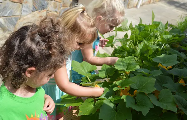Summer Camp gardening activity - three young girls picking squash from raised garden bed